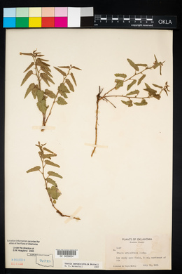 Tragia betonicifolia image