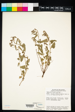 Tragia betonicifolia image