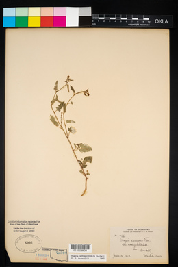 Tragia betonicifolia image