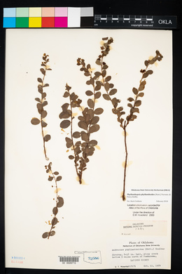 Andrachne phyllanthoides image