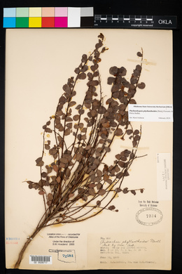 Andrachne phyllanthoides image