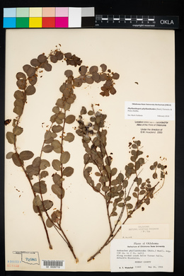 Andrachne phyllanthoides image
