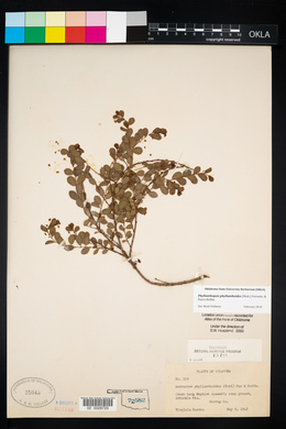 Andrachne phyllanthoides image