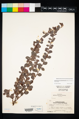 Andrachne phyllanthoides image