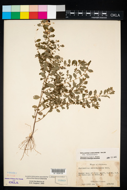 Phyllanthus caroliniensis image