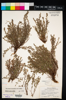 Phyllanthus polygonoides image