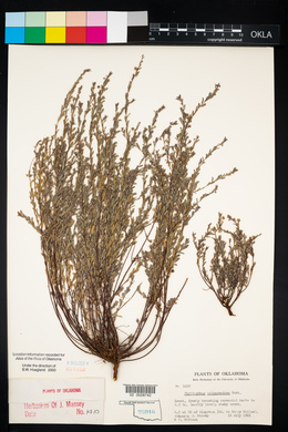 Phyllanthus polygonoides image