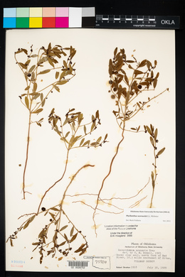 Phyllanthus warnockii image