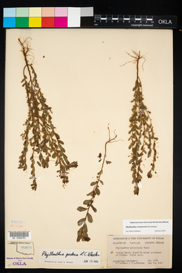 Image of Phyllanthus evanescens