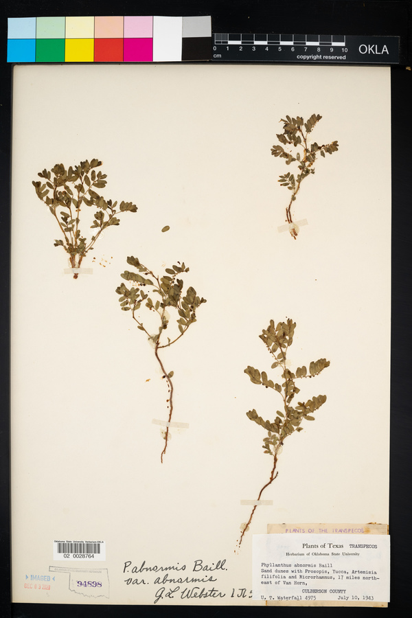 Phyllanthus abnormis image
