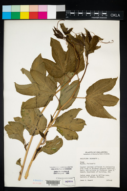 Passiflora incarnata image