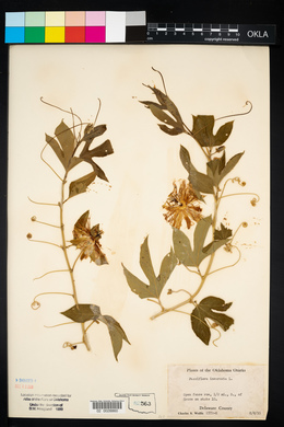 Passiflora incarnata image