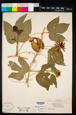 Passiflora incarnata image