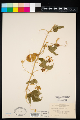 Passiflora incarnata image