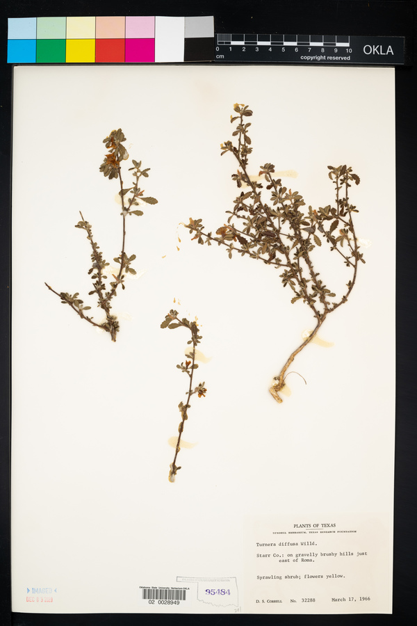 Turnera diffusa image