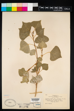 Populus nigra image