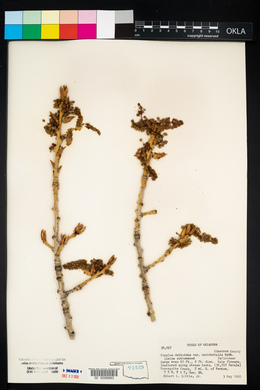 Populus deltoides subsp. monilifera image