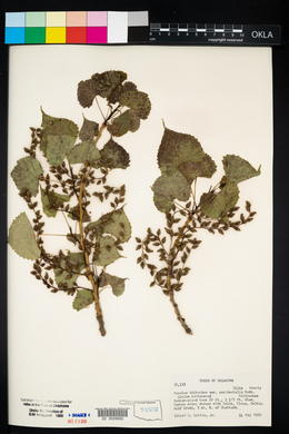 Populus deltoides subsp. monilifera image