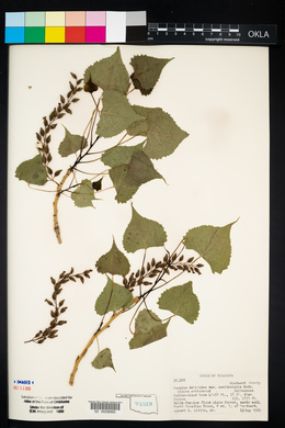 Populus deltoides subsp. monilifera image