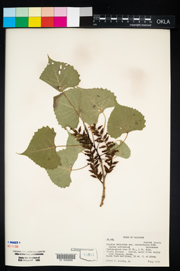 Populus deltoides subsp. monilifera image