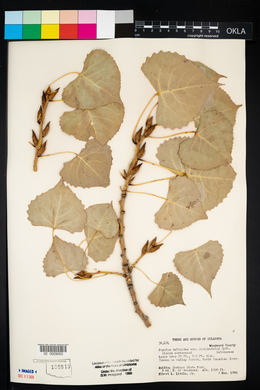 Populus deltoides subsp. monilifera image