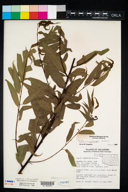 Salix amygdaloides image