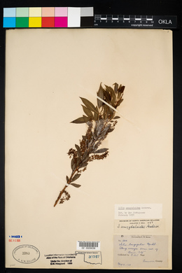 Salix amygdaloides image