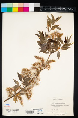 Salix amygdaloides image