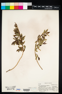 Salix amygdaloides image