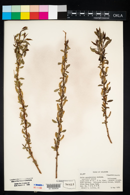 Salix amygdaloides image