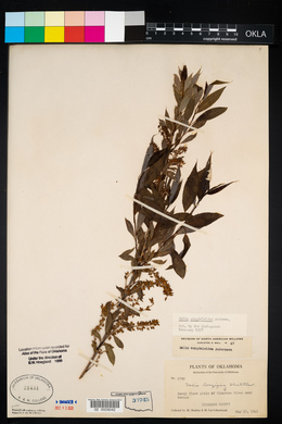 Salix amygdaloides image