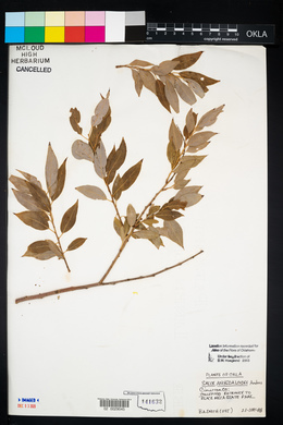 Salix amygdaloides image