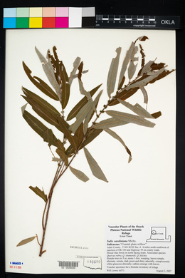 Salix caroliniana image