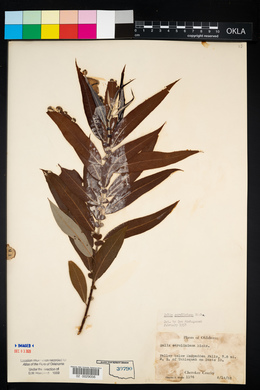 Salix caroliniana image