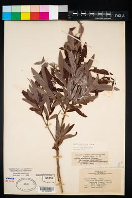 Salix caroliniana image