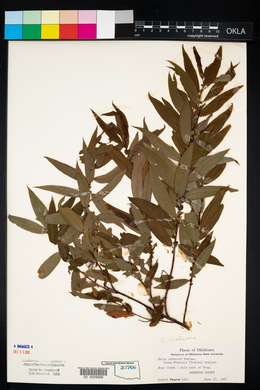 Salix caroliniana image