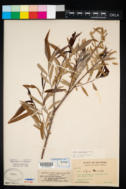 Salix caroliniana image