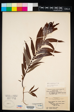 Salix caroliniana image