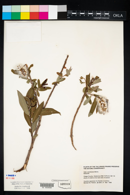 Salix caroliniana image