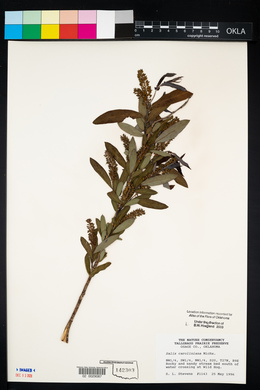 Salix caroliniana image