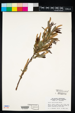 Salix caroliniana image