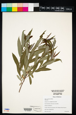 Salix caroliniana image