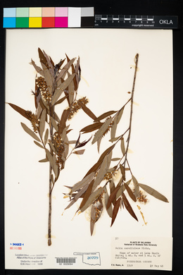 Salix caroliniana image