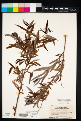 Salix caroliniana image