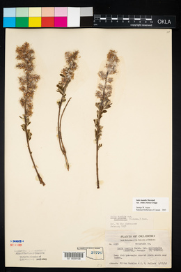 Salix humilis var. tristis image