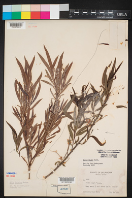 Salix nigra image