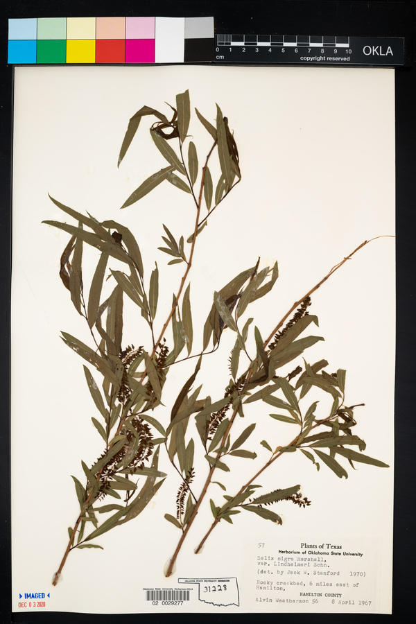 Salix nigra var. lindheimeri image