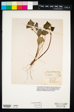 Viola pubescens var. scabriuscula image