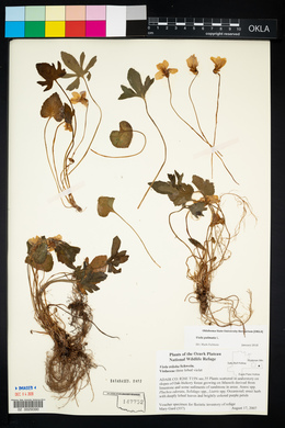 Viola palmata image