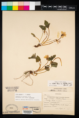 Viola palmata image